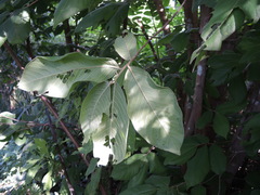 Sapranthus violaceus