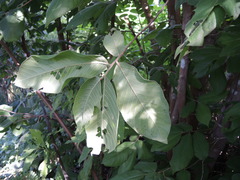 Sapranthus violaceus