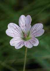 Geranium angustipetalum