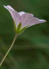 Geranium angustipetalum