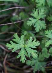 Geranium angustipetalum