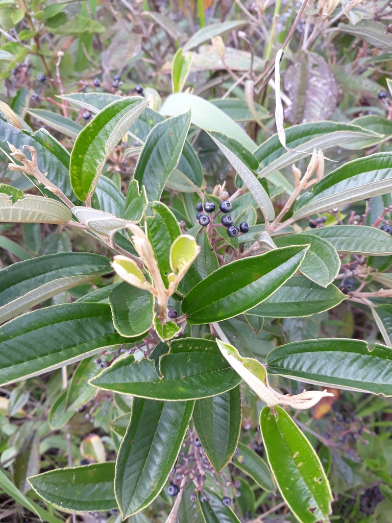Miconia stenostachya