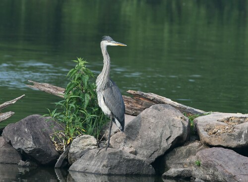 Great Blue Heron photographed in Pennsylvania