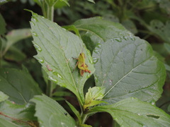 Melanotettix dibelonius