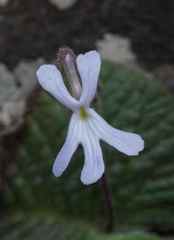 Streptocarpus pentherianus