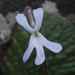 Streptocarpus pentherianus - Photo (c) ansell, algunos derechos reservados (CC BY-NC), subido por ansell