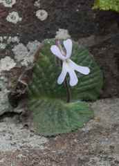 Streptocarpus pentherianus