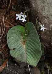 Streptocarpus pentherianus