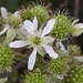 Rubus brasiliensis - Photo 由 Laurent Quéno 所上傳的 (c) Laurent Quéno，保留部份權利CC BY-NC