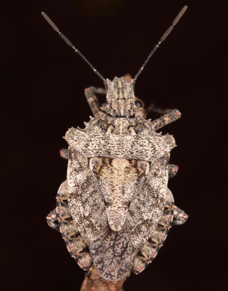 Brochymena arborea