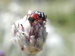 Enoclerus triplagiatus