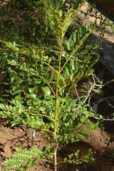 Jacaranda arborea