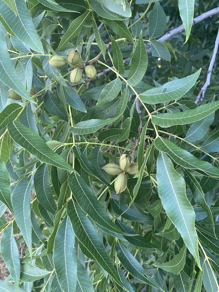 pecan from River Legacy Park, Fort Worth, TX, US on July 6, 2023 at 0845 AM by charley