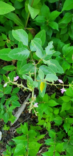 Image of Desmodium perplexum by (c) Edie, some rights reserved (CC BY)