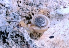Daedalochila