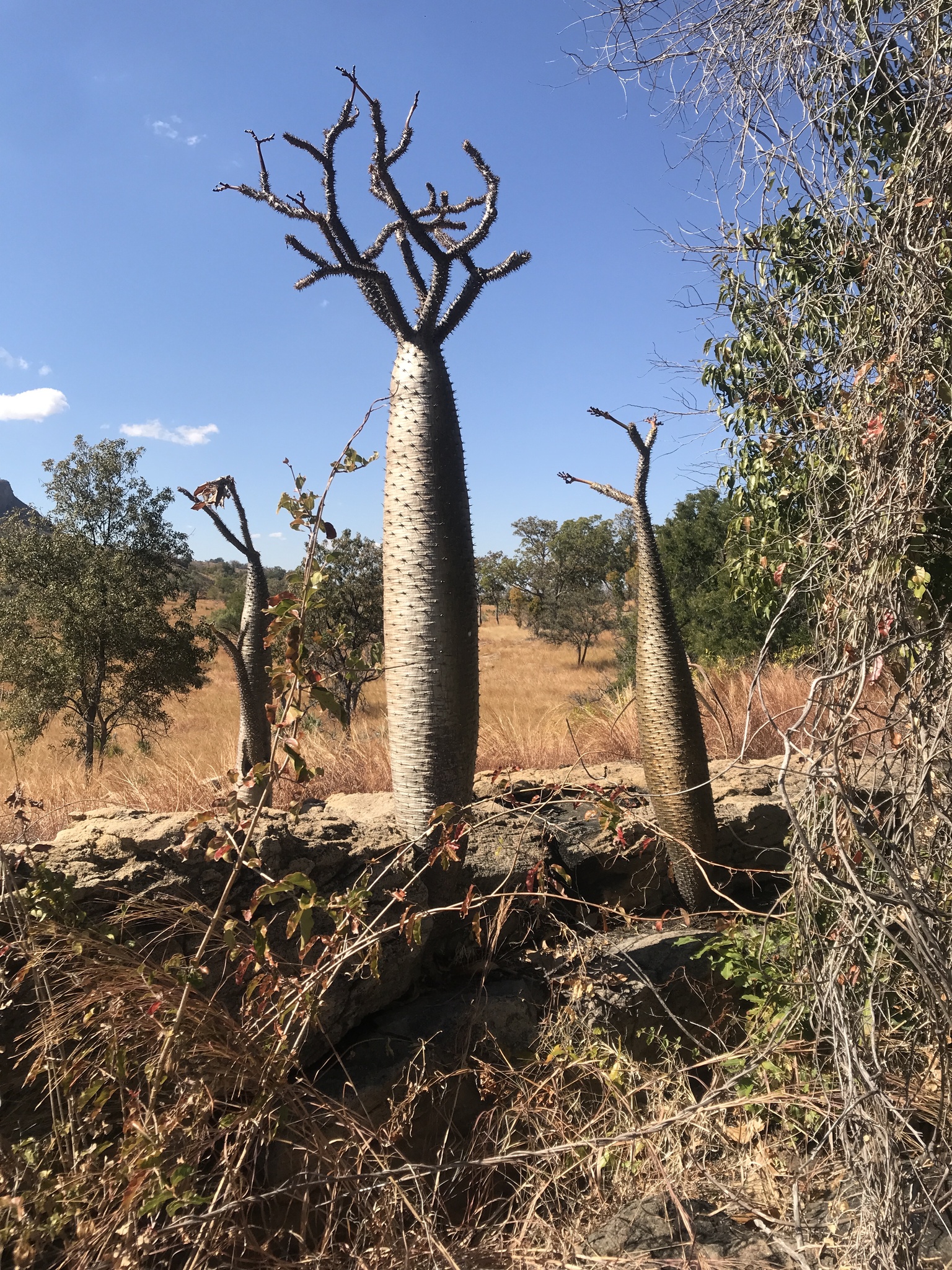 Imagem de Pachypodium