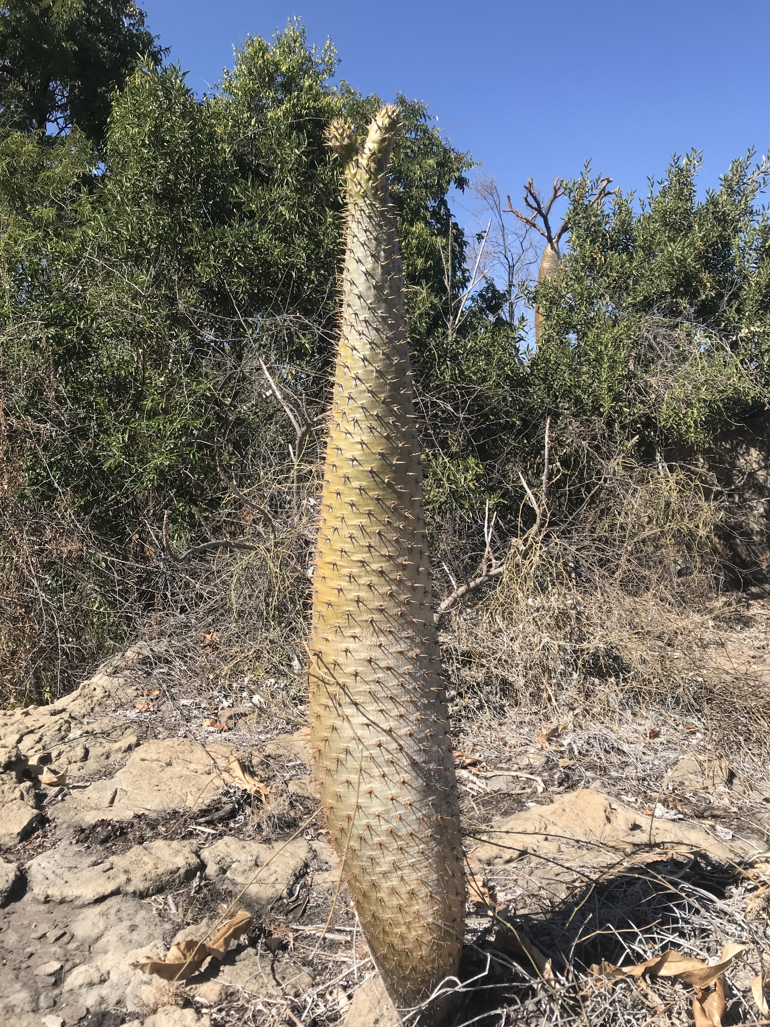 Imagem de Pachypodium