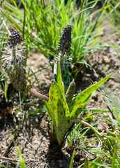 Ledebouria floribunda