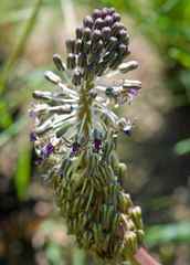 Ledebouria floribunda