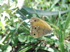 Pharneuptychia phares