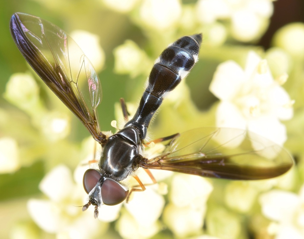 Ocyptamus costatus