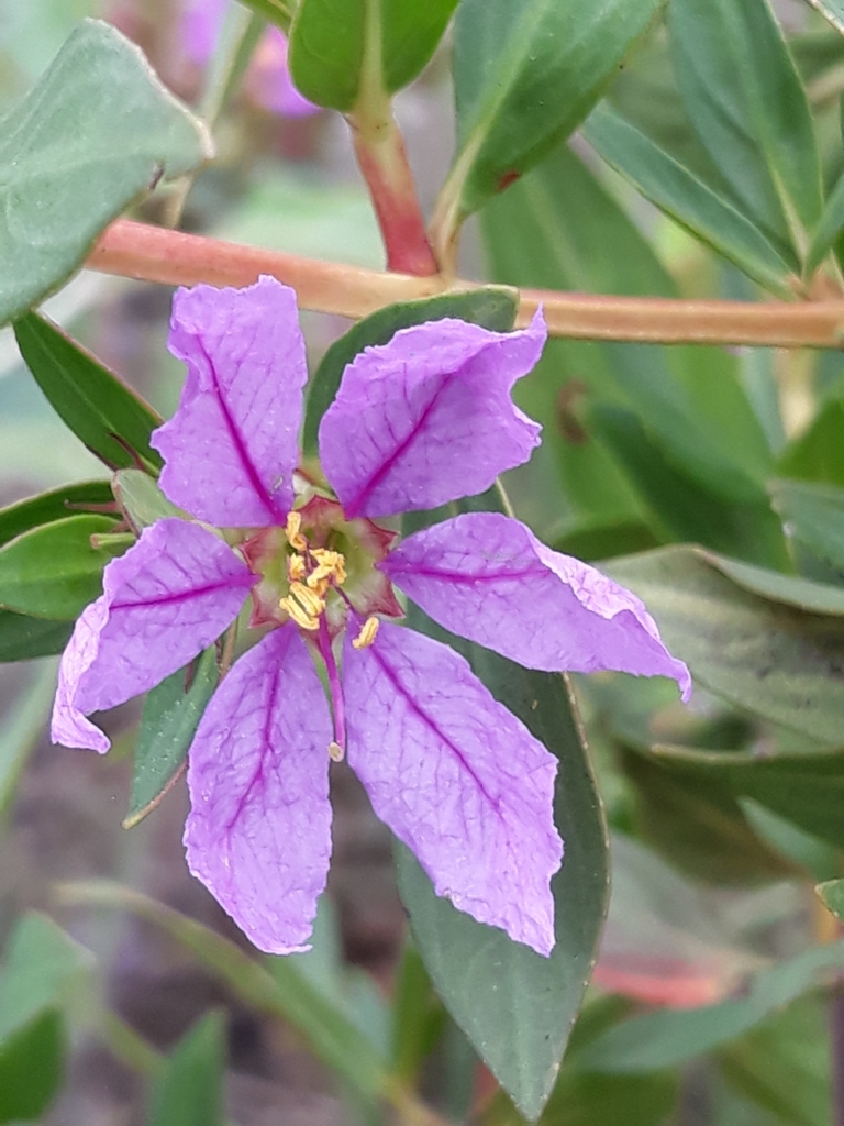 Diplusodon oblongus