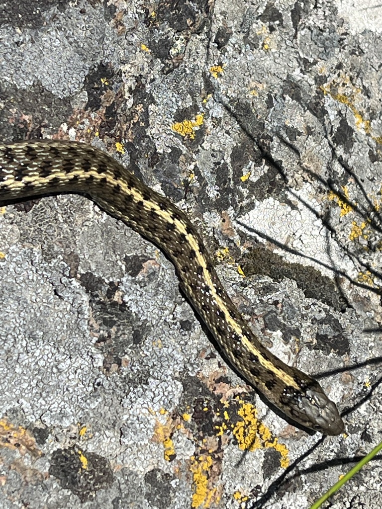 Western Terrestrial Garter Snake From Trout Creek Rd, Murphy, ID, US On ...