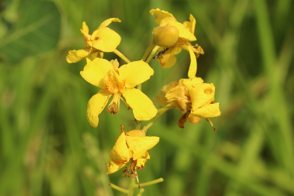 Cenostigma marginatum