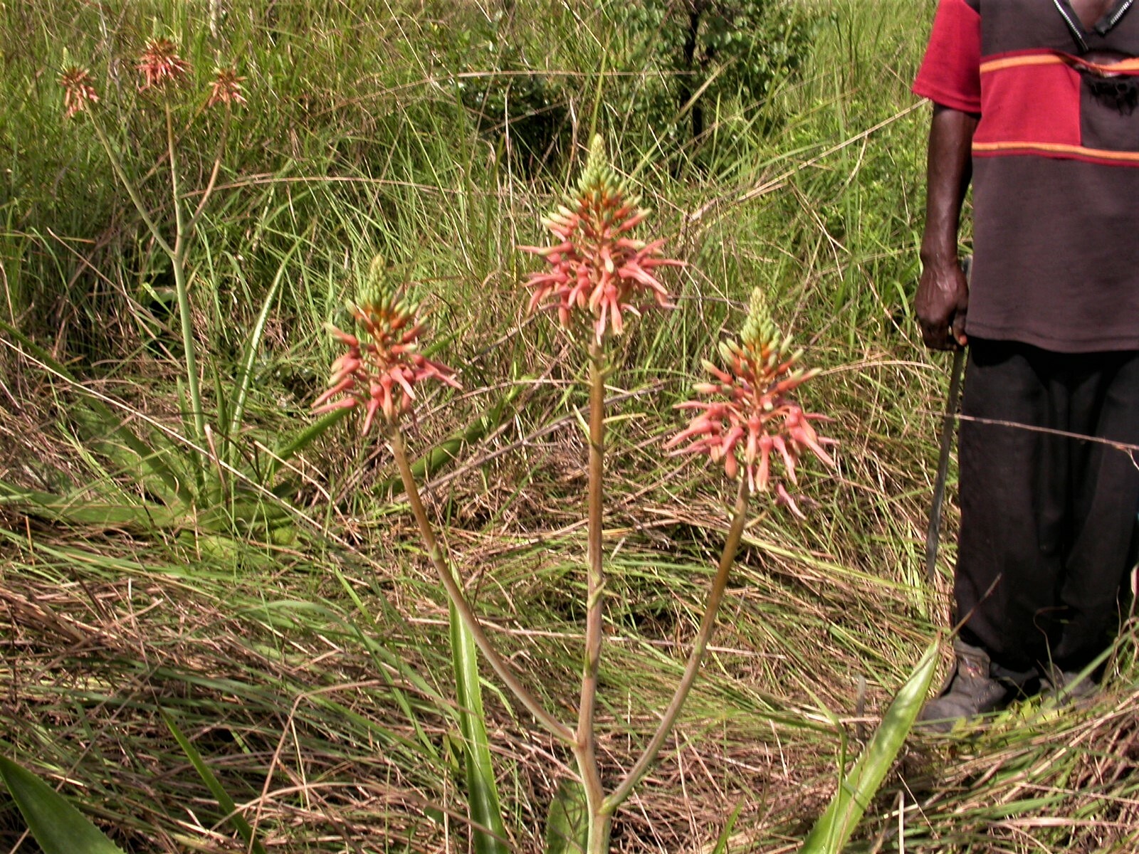 Aloe buettneri