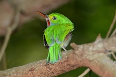 Todus multicolor