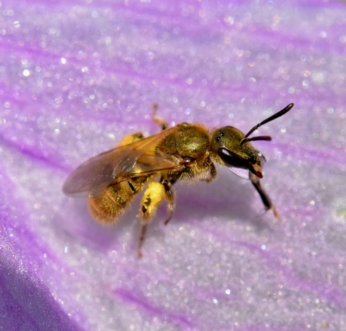 Hairy Sweat Bee photo 3
