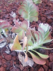 Kalanchoe luciae