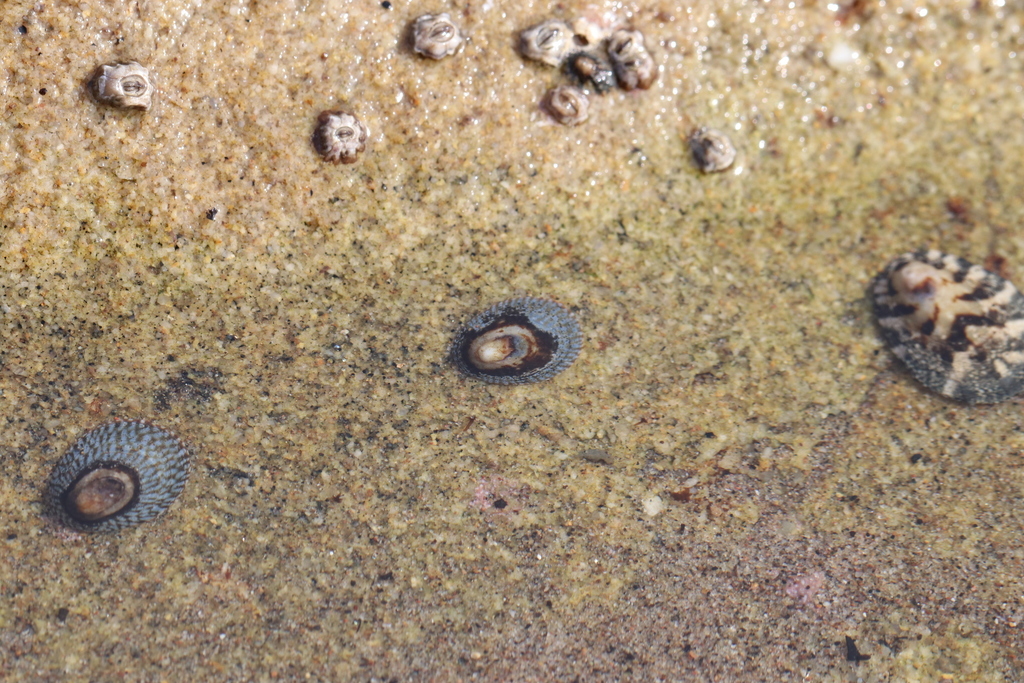 Checkered Limpet