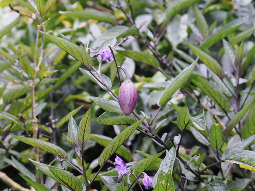 Solanum muricatum