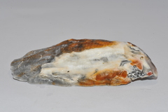 Crassostrea rhizophorae