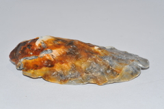 Crassostrea rhizophorae