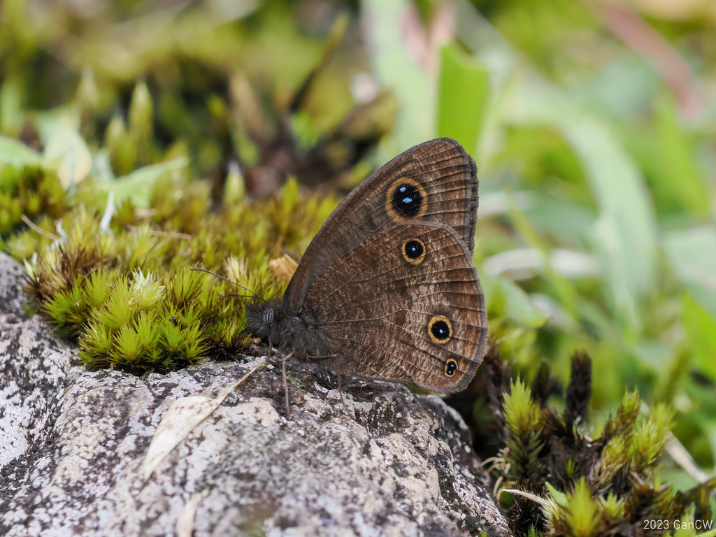 Ypthima ancus