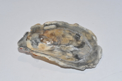 Crassostrea rhizophorae