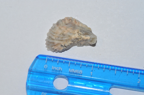 Crassostrea rhizophorae, 2018-12-30