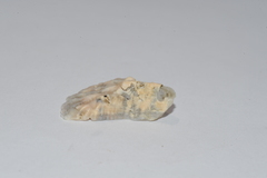 Crassostrea rhizophorae