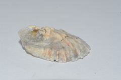 Crassostrea rhizophorae