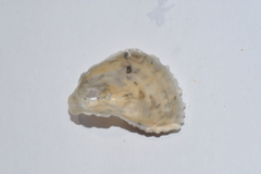 Crassostrea rhizophorae