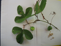 Passiflora viridiflora