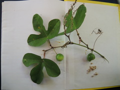 Passiflora viridiflora