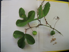 Passiflora viridiflora