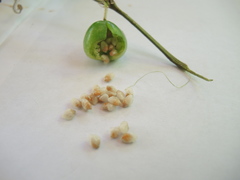 Passiflora viridiflora