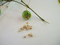 Passiflora viridiflora