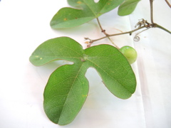 Passiflora viridiflora