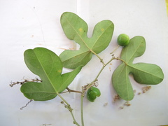 Passiflora viridiflora
