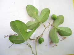 Passiflora viridiflora